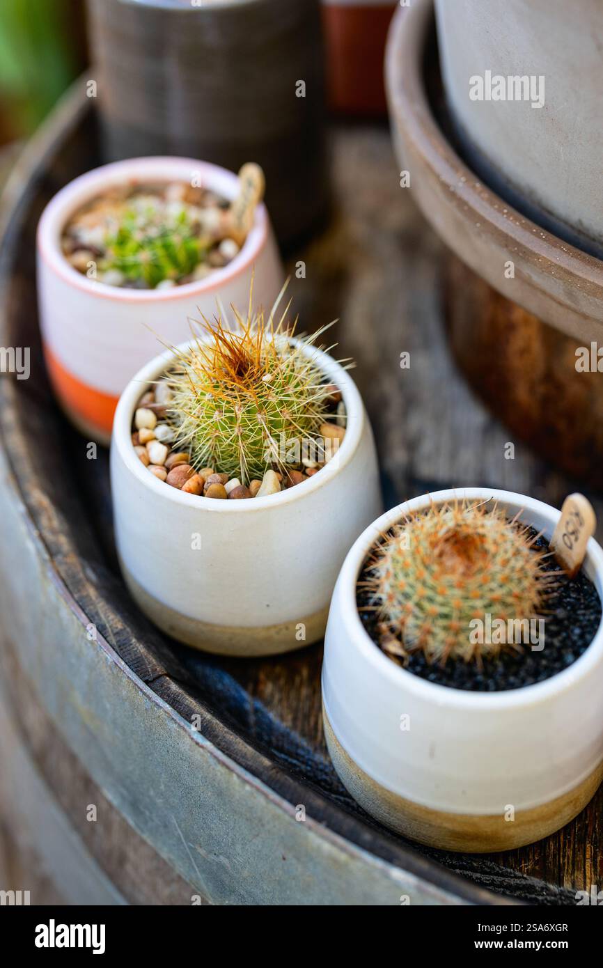 Tre piante in miniatura di cactus a botte in moderni contenitori in ceramica bianca e beige con ciottoli decorativi e terreno. Foto Stock
