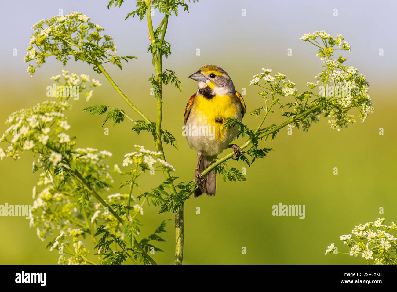 Dickcissel maschio su Poison Hemlock, Marion County, Illinois. Foto Stock Dickcissel maschio su Poison Hemlock, Marion County, Illinois. Foto Stock