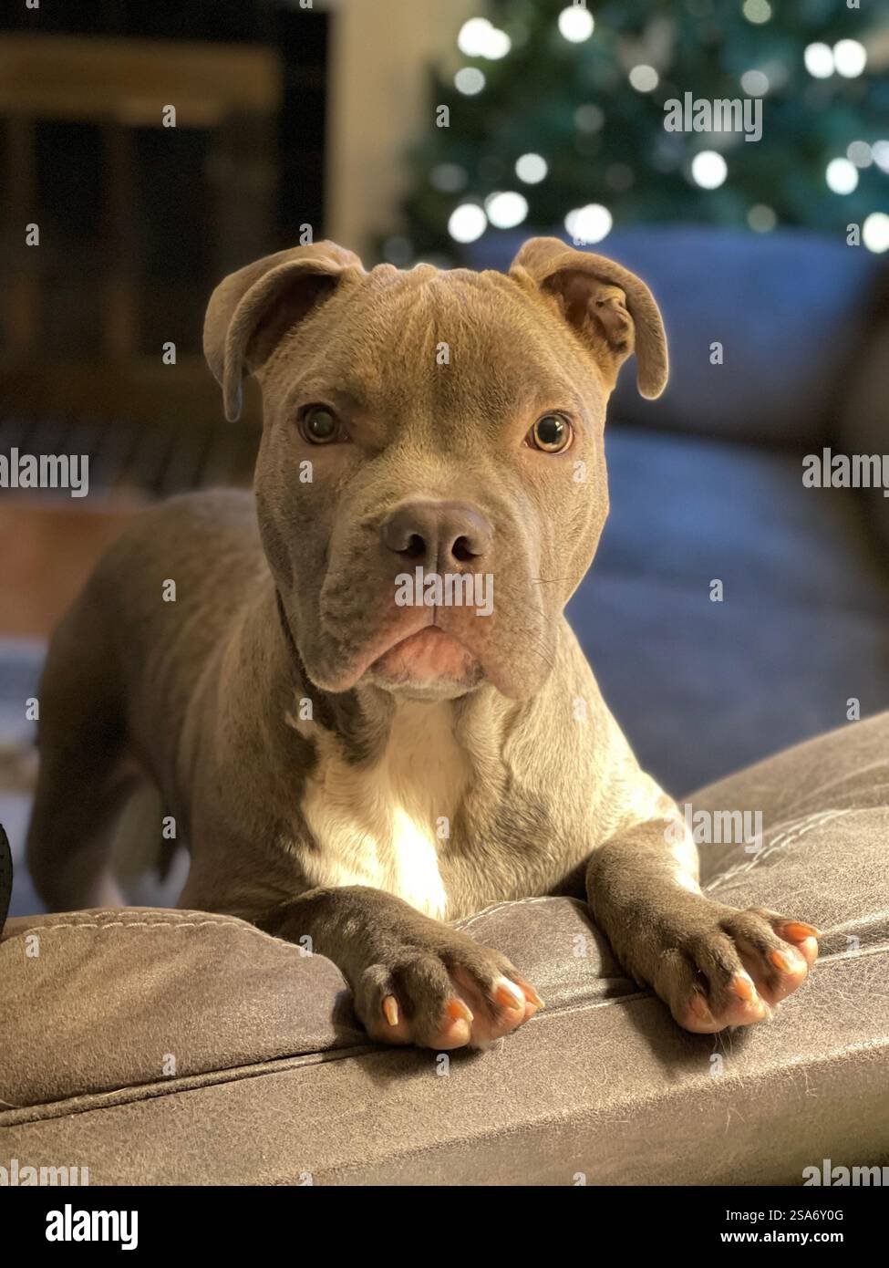 Carino cucciolo di pit Bull. L'albero di Natale illuminato è visibile sullo sfondo Foto Stock