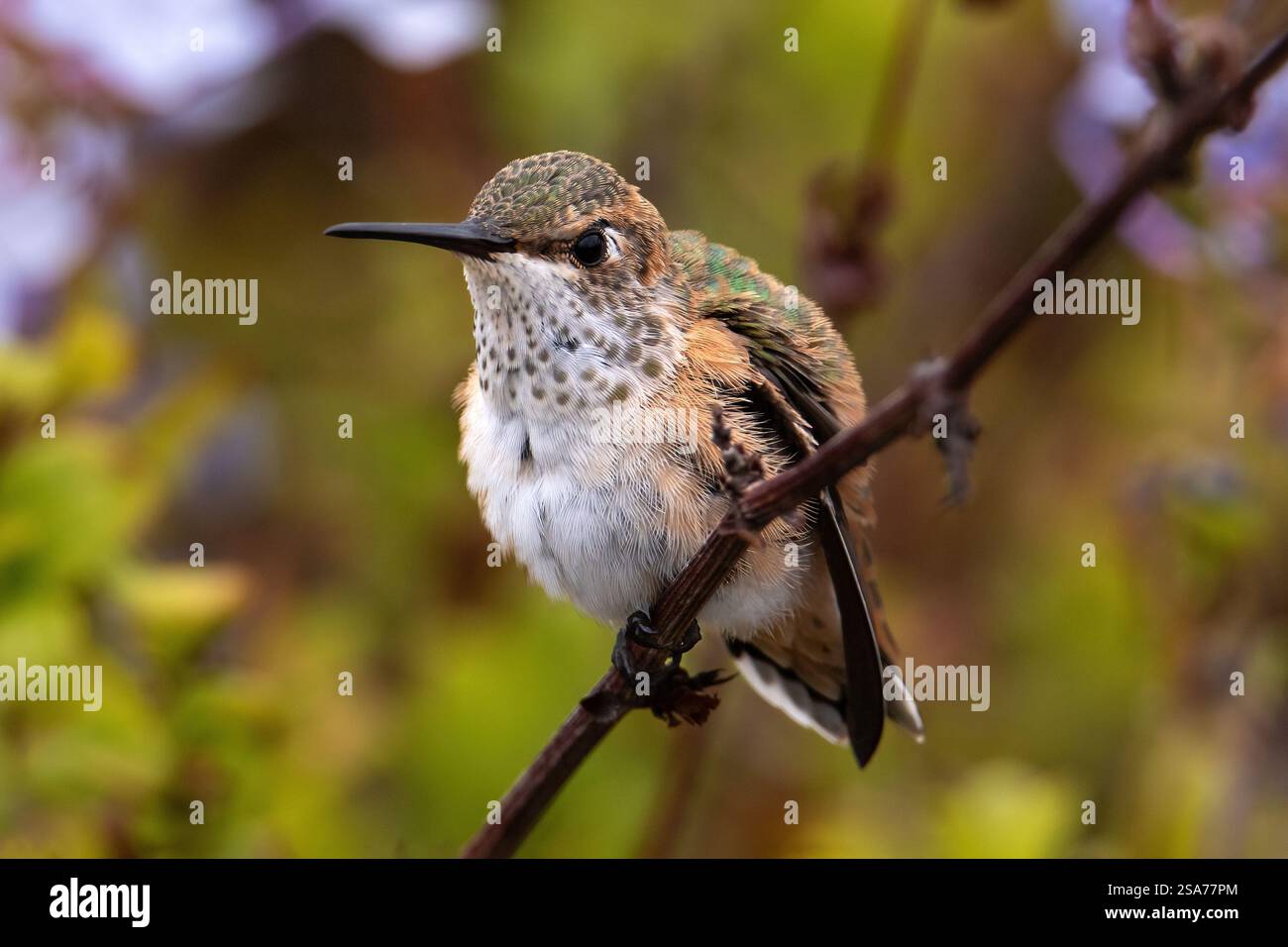 Closeup di Hummingbird (Calypte anna) giovane Anna arroccato sulla filiale a Laguna Beach, California. Fiori e arbusti verdi sullo sfondo. Foto Stock