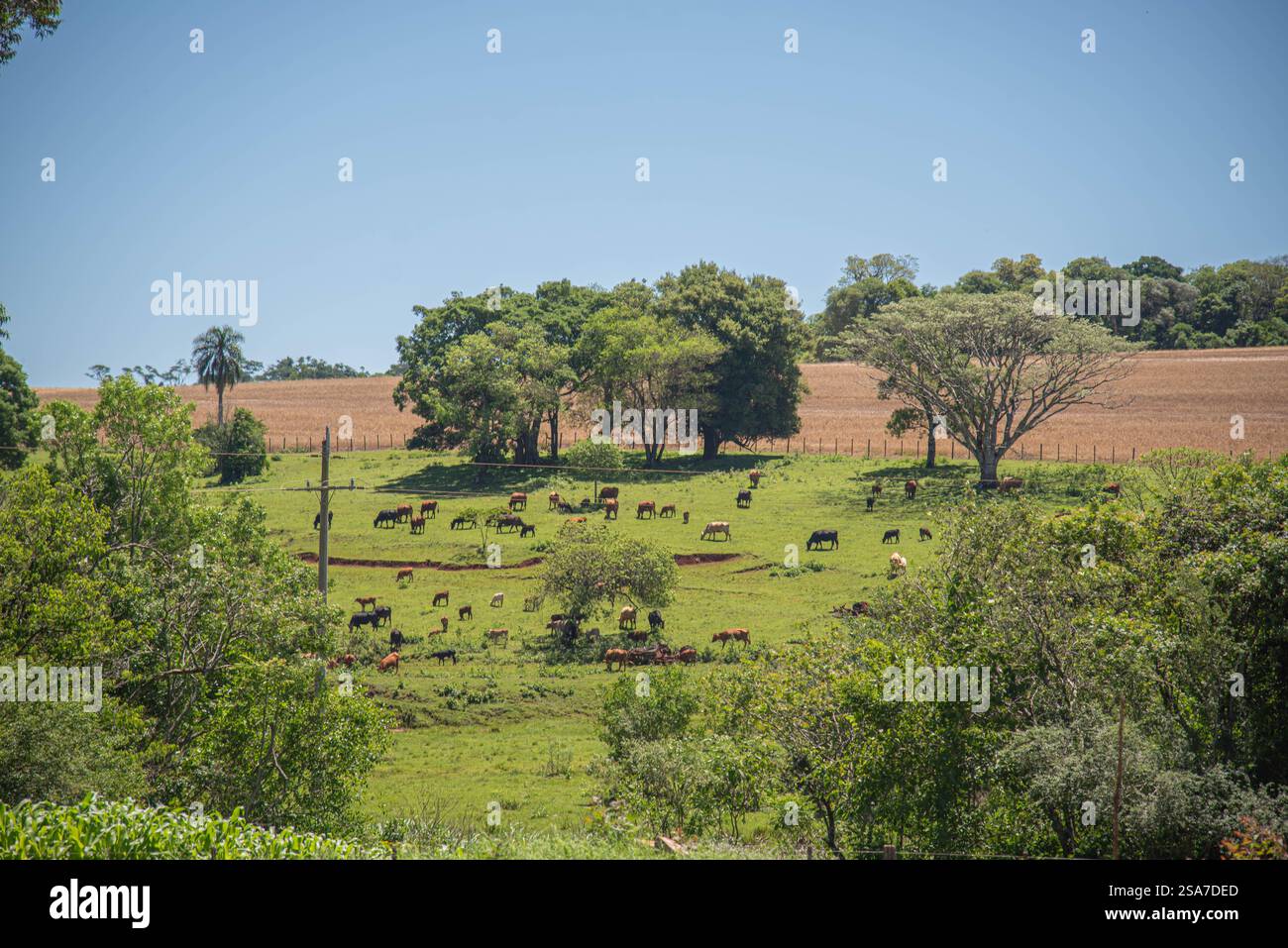 Paesaggio e flora di campagna nel bioma di pampa. Foto Stock