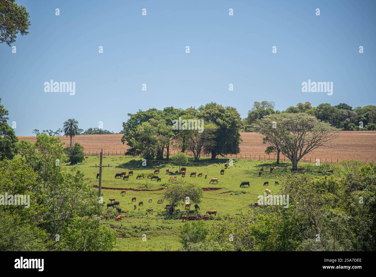 Paesaggio e flora di campagna nel bioma di pampa. Foto Stock