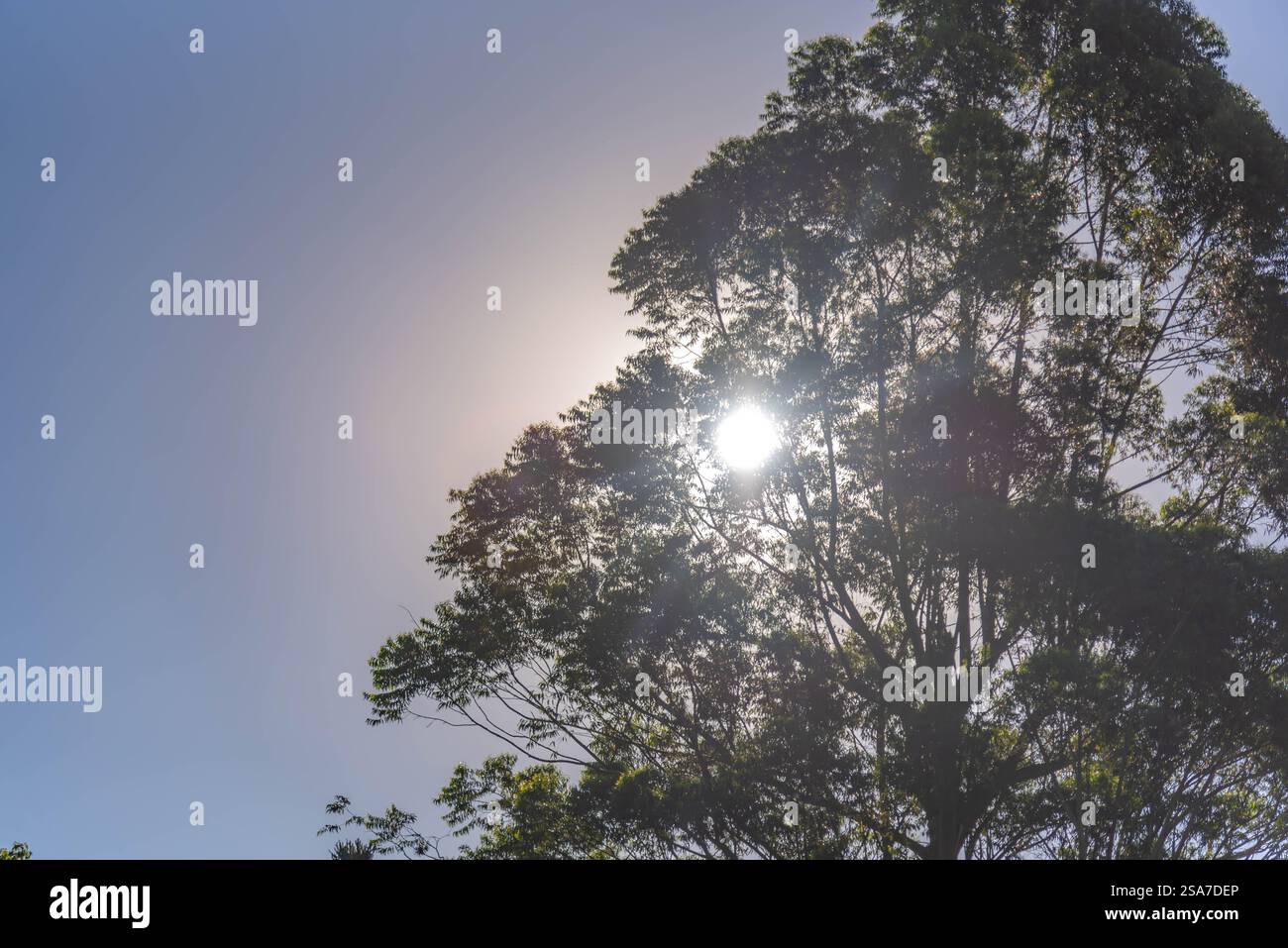 Paesaggio e flora di campagna nel bioma di pampa. Foto Stock