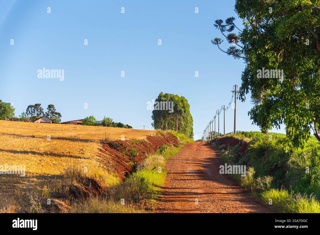 Paesaggio e flora di campagna nel bioma di pampa. Foto Stock