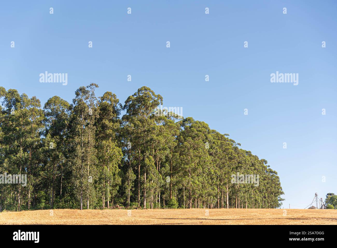 Paesaggio e flora di campagna nel bioma di pampa. Foto Stock