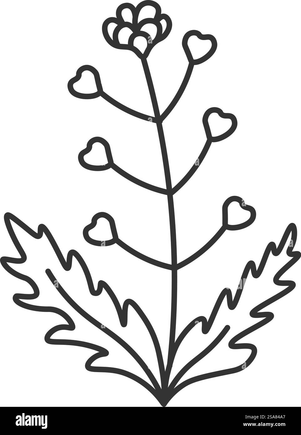 Pianta di rucola in fiore, disegno di ingredienti da cucina con foglie e steli, botanica e fioritura. Fiorenti piante domestiche o prodotti agricoli. Icona del contorno monocromatico isolata. Vettore in stile piatto. Rucola fiorente, pianta con foglie e fioritura Illustrazione Vettoriale