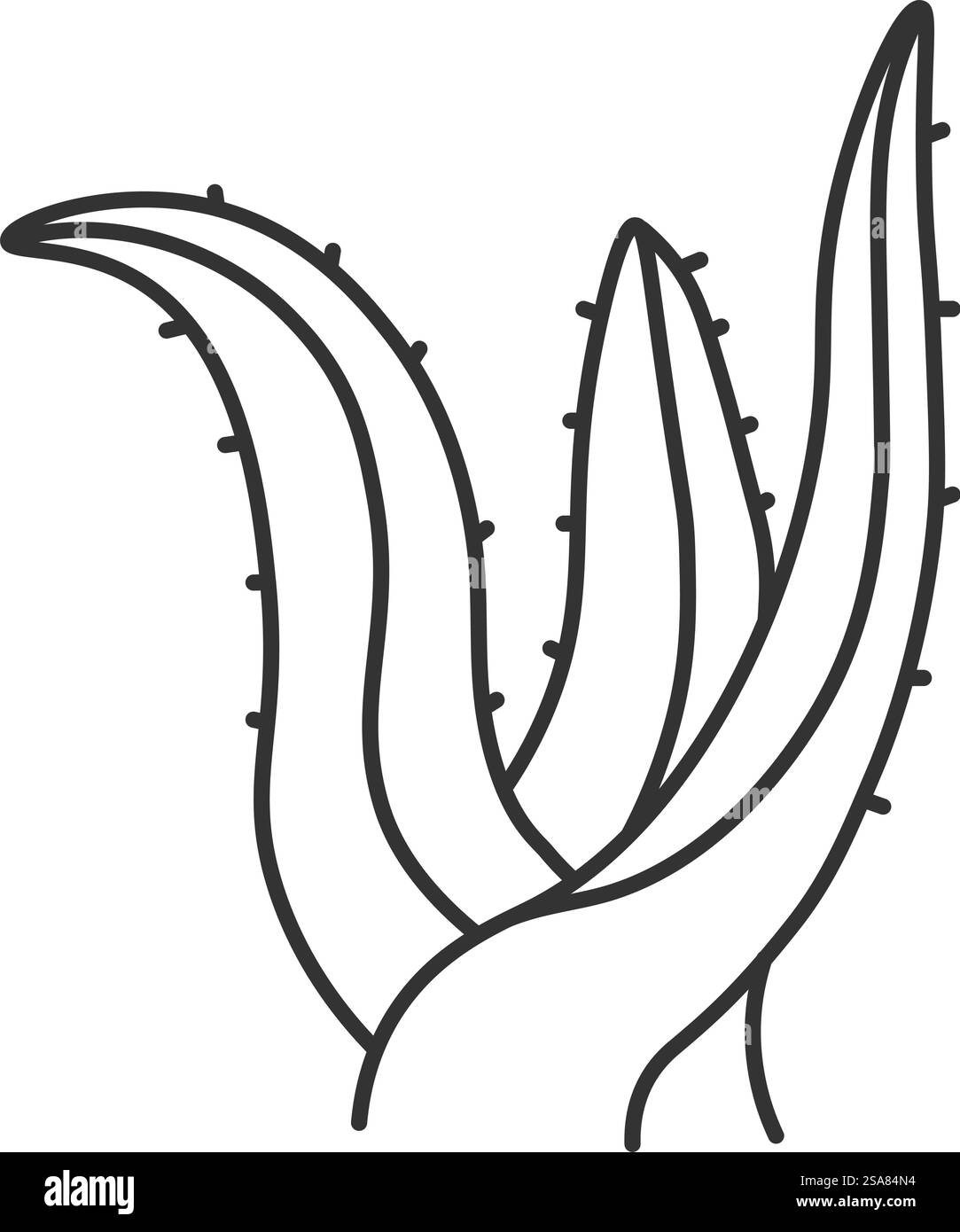 Ingrediente organico medico utilizzato per la guarigione e la cura. Disegno di foglie di aloe con spine. Piantare rami con carne e succo. Icona del contorno monocromatico isolata. Immagine vettoriale in stile piatto. Foglie di piante di aloe, ingrediente medico biologico Illustrazione Vettoriale