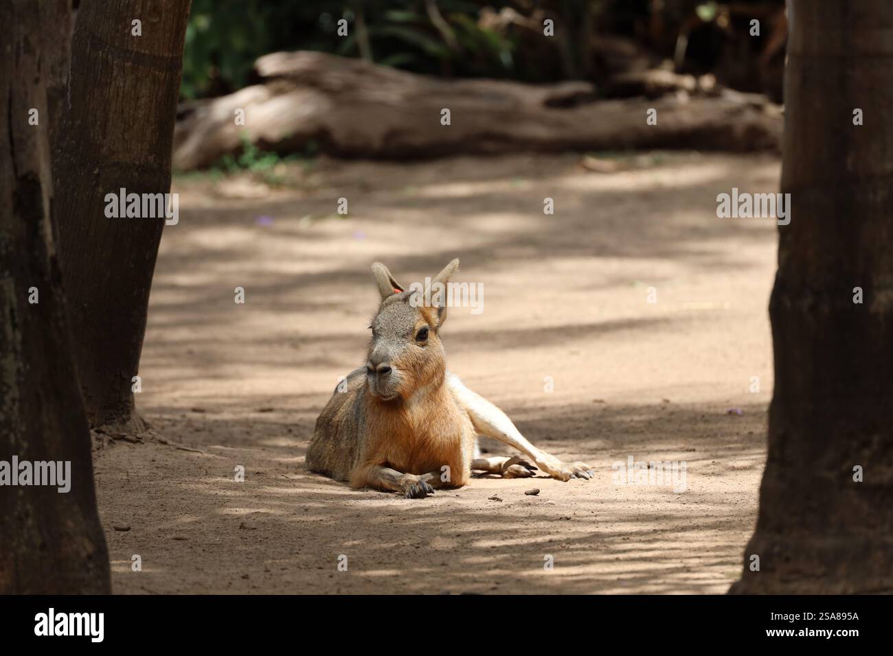 Ritratto a faccia in faccia Mara della Patagonia che riposa sulla sabbia tra due alberi all'ombra Foto Stock