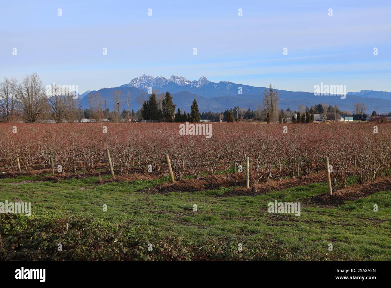 Un campo di mirtilli fuori stagione a Pitt Meadows, British Columbia. Foto Stock