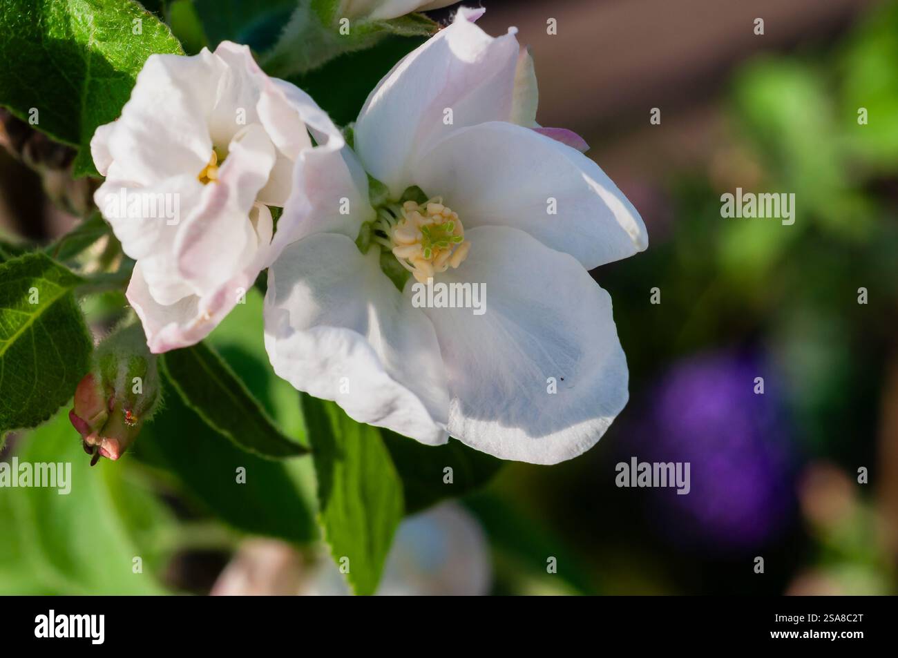 Vista ravvicinata dei delicati fiori di mele bianche su un ramo d'albero, bagnati dalla luce del sole. Foto Stock