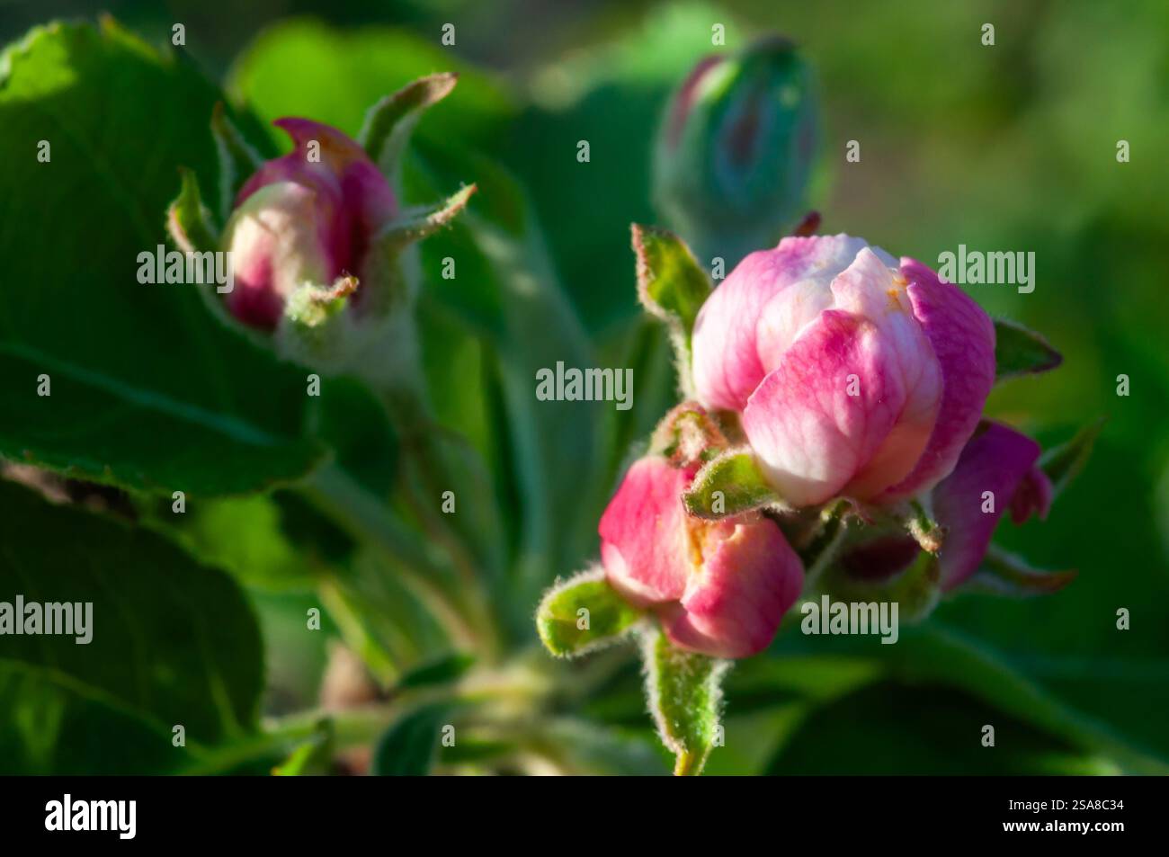 I fiori di mele rosa iniziano ad aprirsi, mostrando segni di petali bianchi contro il fogliame verde. Foto Stock
