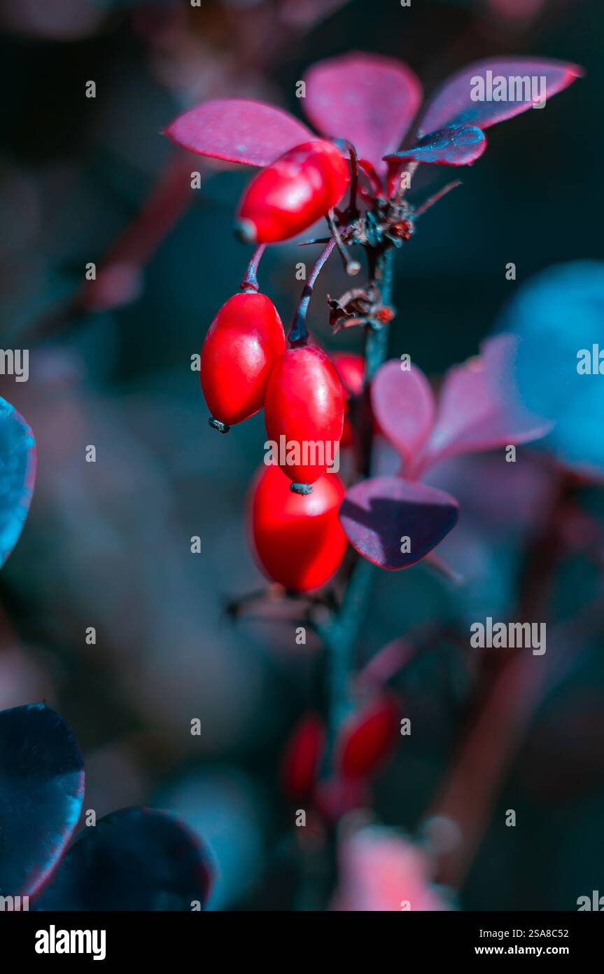 Le bacche rosse sono appese a un ramo con foglie di colore scuro. Foto Stock
