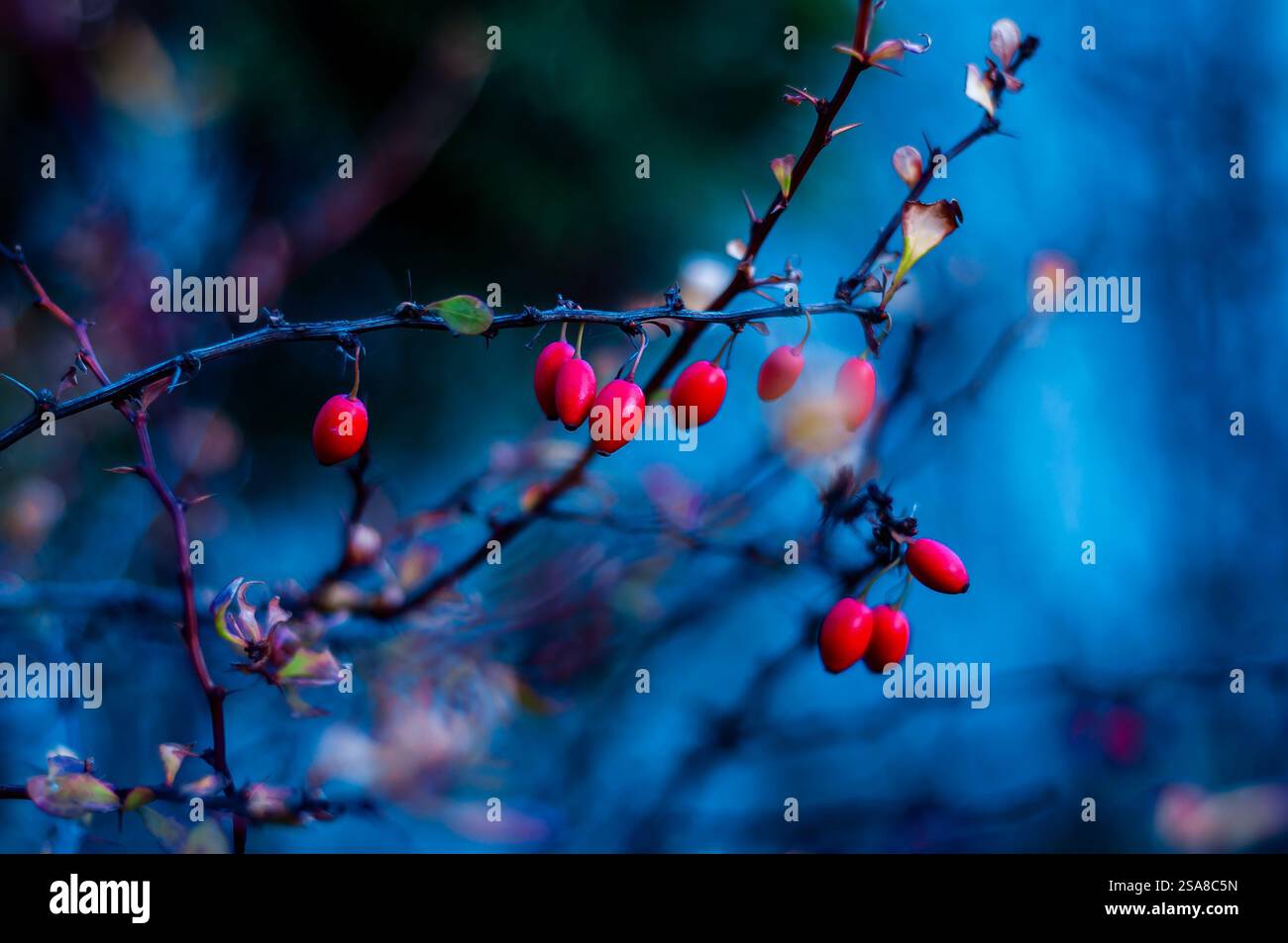 Le bacche rosse pendono dai rami spinosi su uno sfondo blu sfocato. Foto Stock
