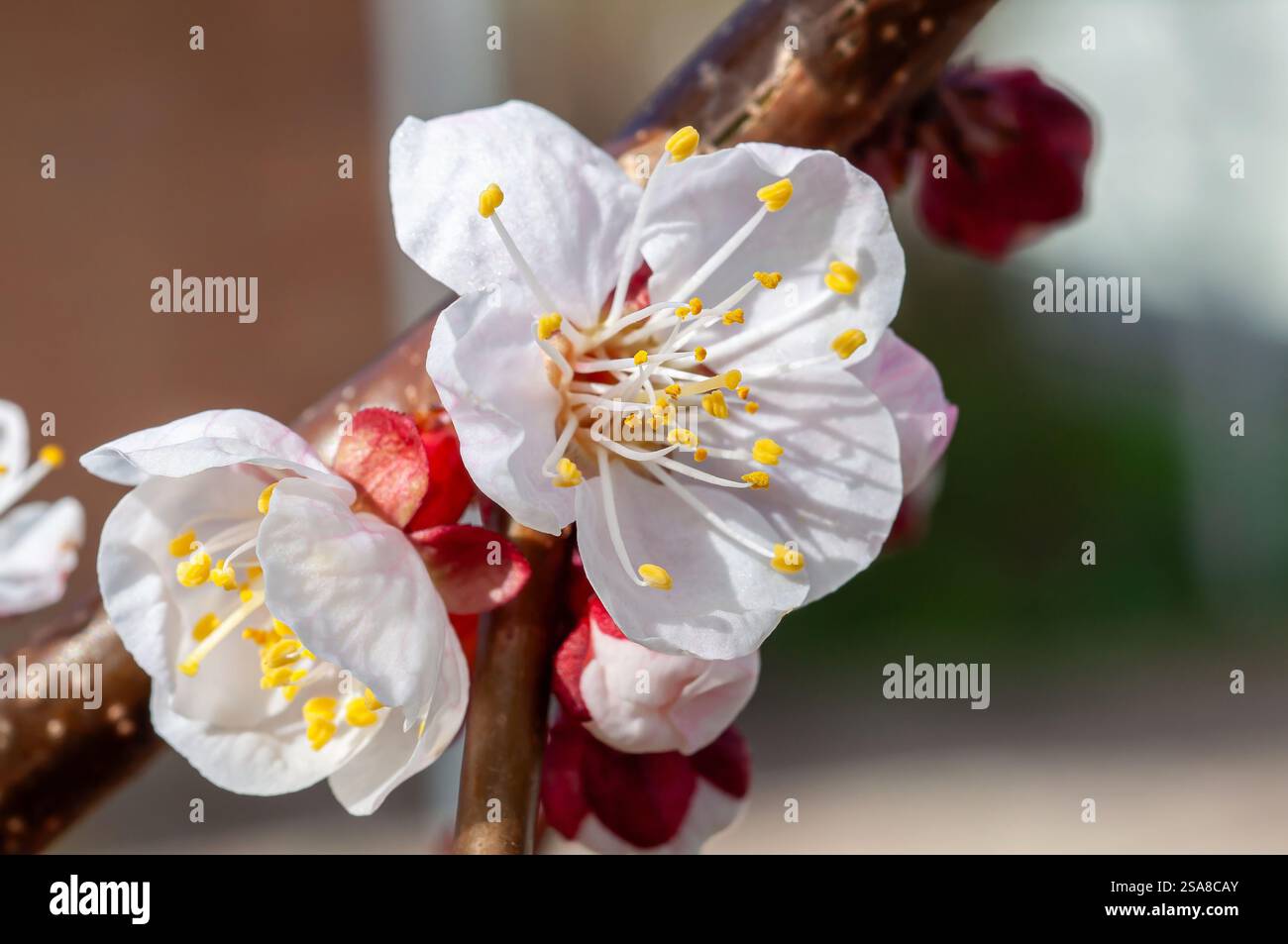 Delicati fiori di albicocca bianca con centri gialli, illuminati dalla luce del sole, emergono da boccioli rosa-rossastro su un ramo. Foto Stock