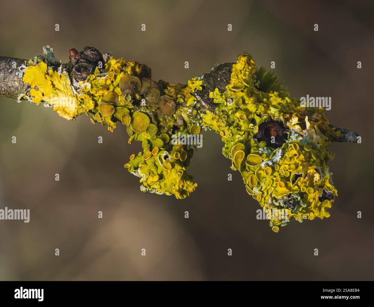 Lichene marino di scoppio del sole (Xanthoria parietina) che cresce su un ramo d'albero Foto Stock
