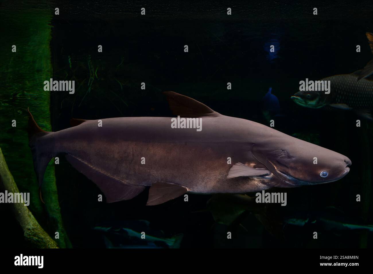 Mekong Giant Catfish, Pangasiodon gigas, Pangasiidae, Phuket Aquarium, Thailandia, Asia Foto Stock