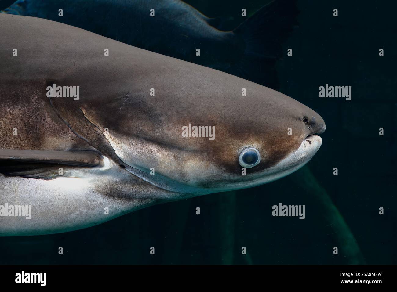 Mekong Giant Catfish, Pangasiodon gigas, Pangasiidae, Phuket Aquarium, Thailandia, Asia Foto Stock