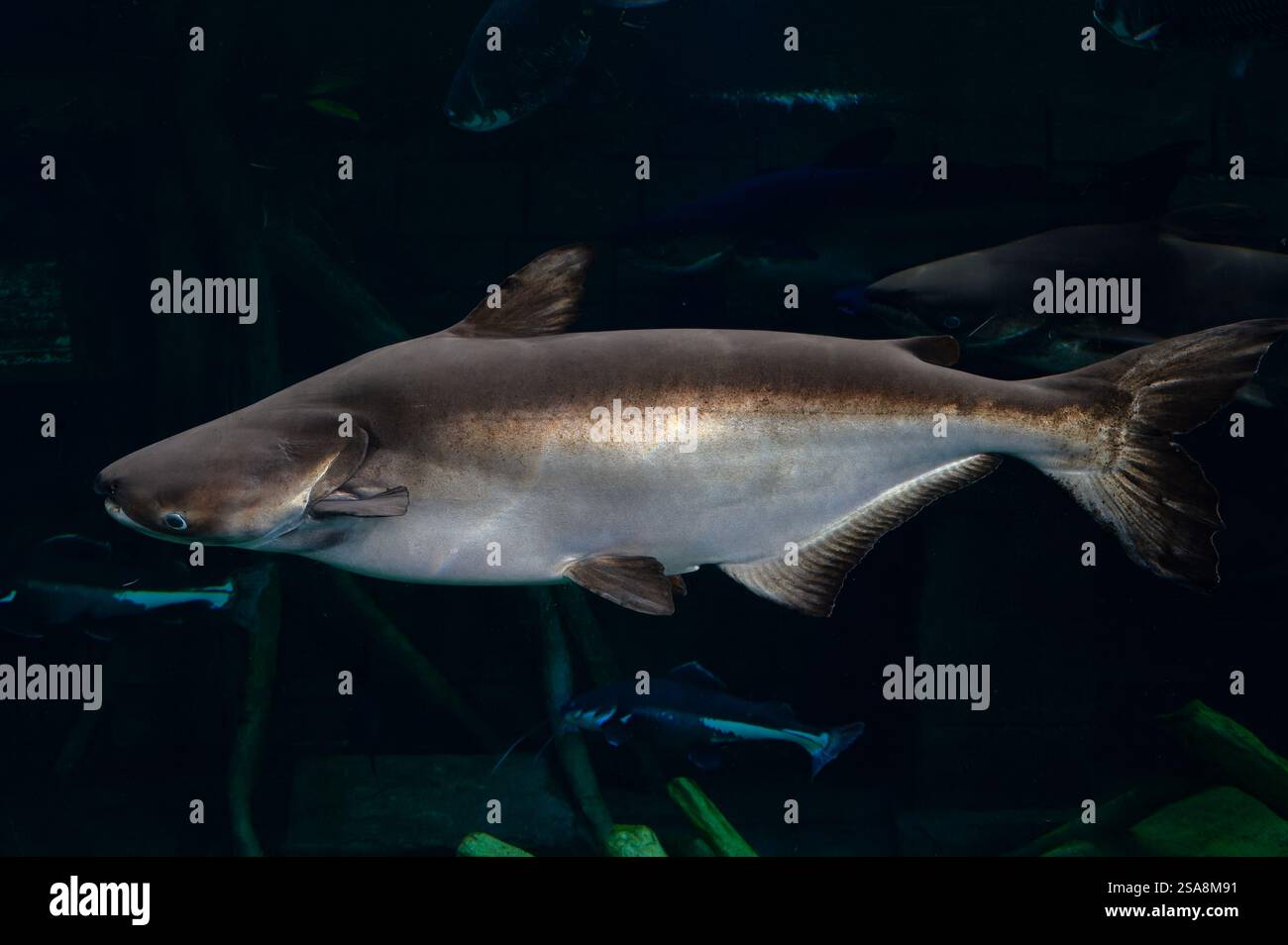 Mekong Giant Catfish, Pangasiodon gigas, Pangasiidae, Phuket Aquarium, Thailandia, Asia Foto Stock