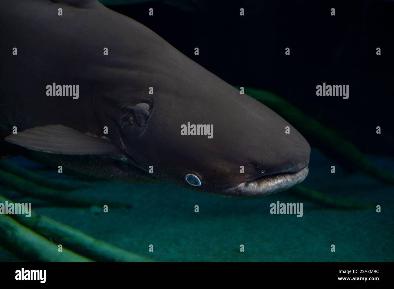 Mekong Giant Catfish, Pangasiodon gigas, Pangasiidae, Phuket Aquarium, Thailandia, Asia Foto Stock