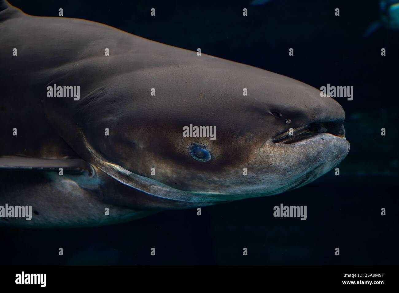 Mekong Giant Catfish, Pangasiodon gigas, Pangasiidae, Phuket Aquarium, Thailandia, Asia Foto Stock
