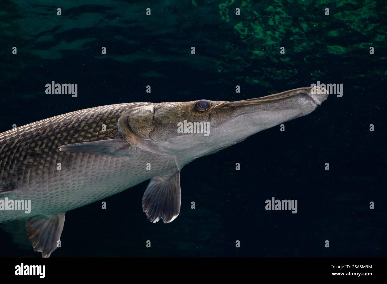 Alligator gar, Atractosteus spatola, Lepisosteidae, Phuket Aquarium, thailandia, Asia Foto Stock