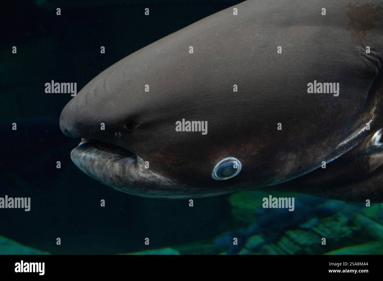 Mekong Giant Catfish, Pangasiodon gigas, Pangasiidae, Phuket Aquarium, Thailandia, Asia Foto Stock