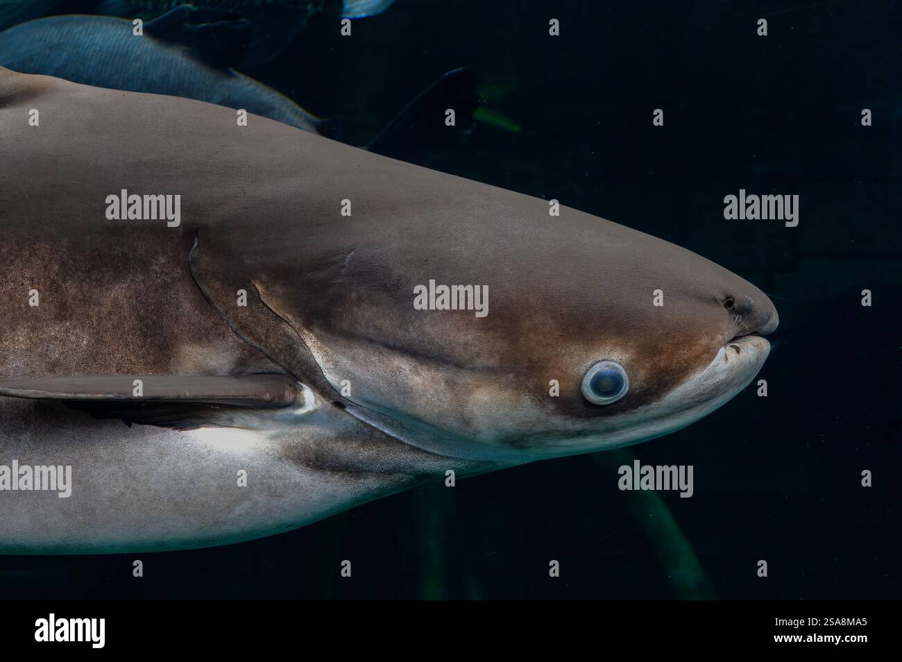Mekong Giant Catfish, Pangasiodon gigas, Pangasiidae, Phuket Aquarium, Thailandia, Asia Foto Stock