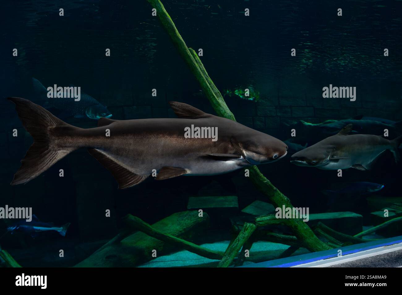 Mekong Giant Catfish, Pangasiodon gigas, Pangasiidae, Phuket Aquarium, Thailandia, Asia Foto Stock