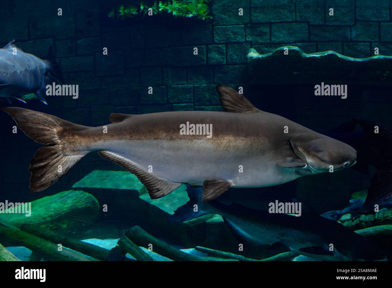 Mekong Giant Catfish, Pangasiodon gigas, Pangasiidae, Phuket Aquarium, Thailandia, Asia Foto Stock