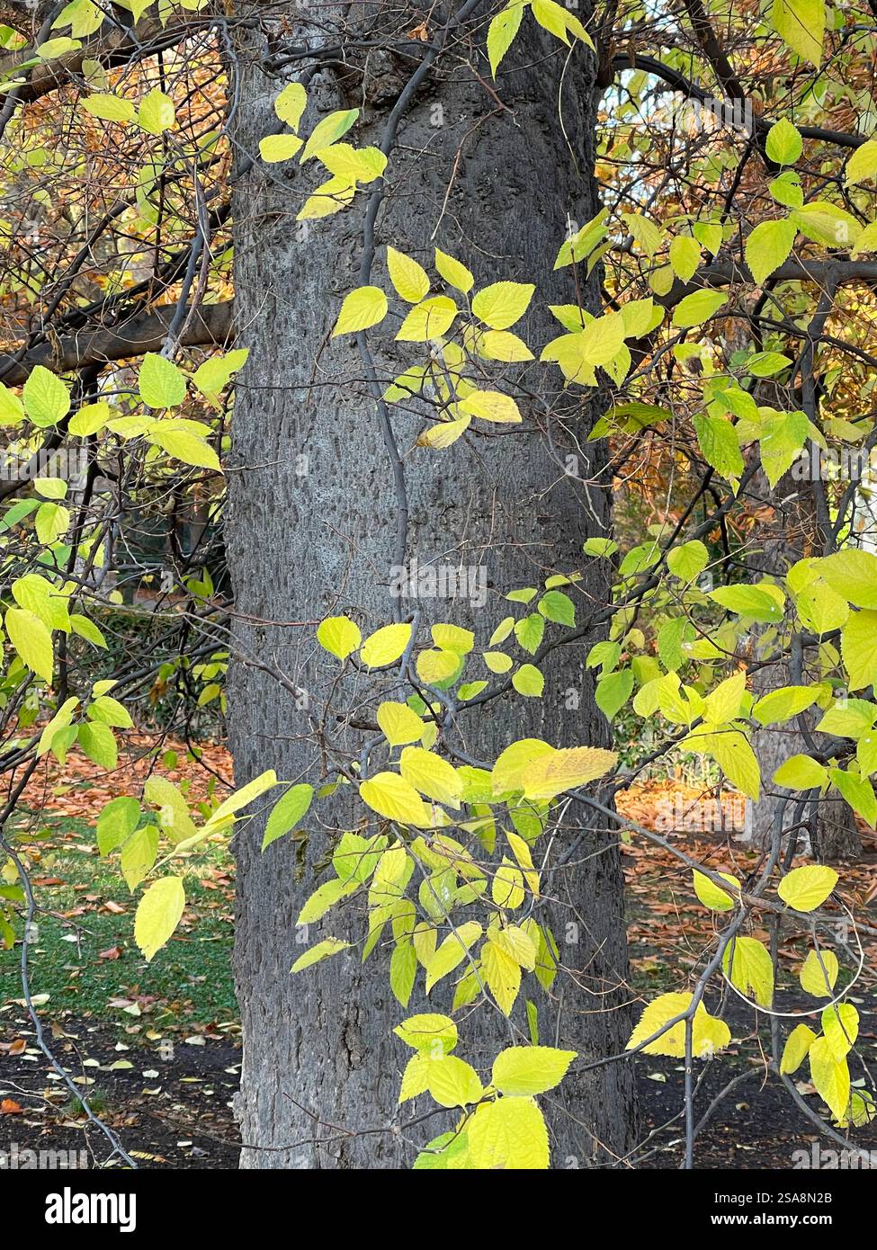 Tronco d'albero in autunno. - Immagine stock catturata con smartphone
