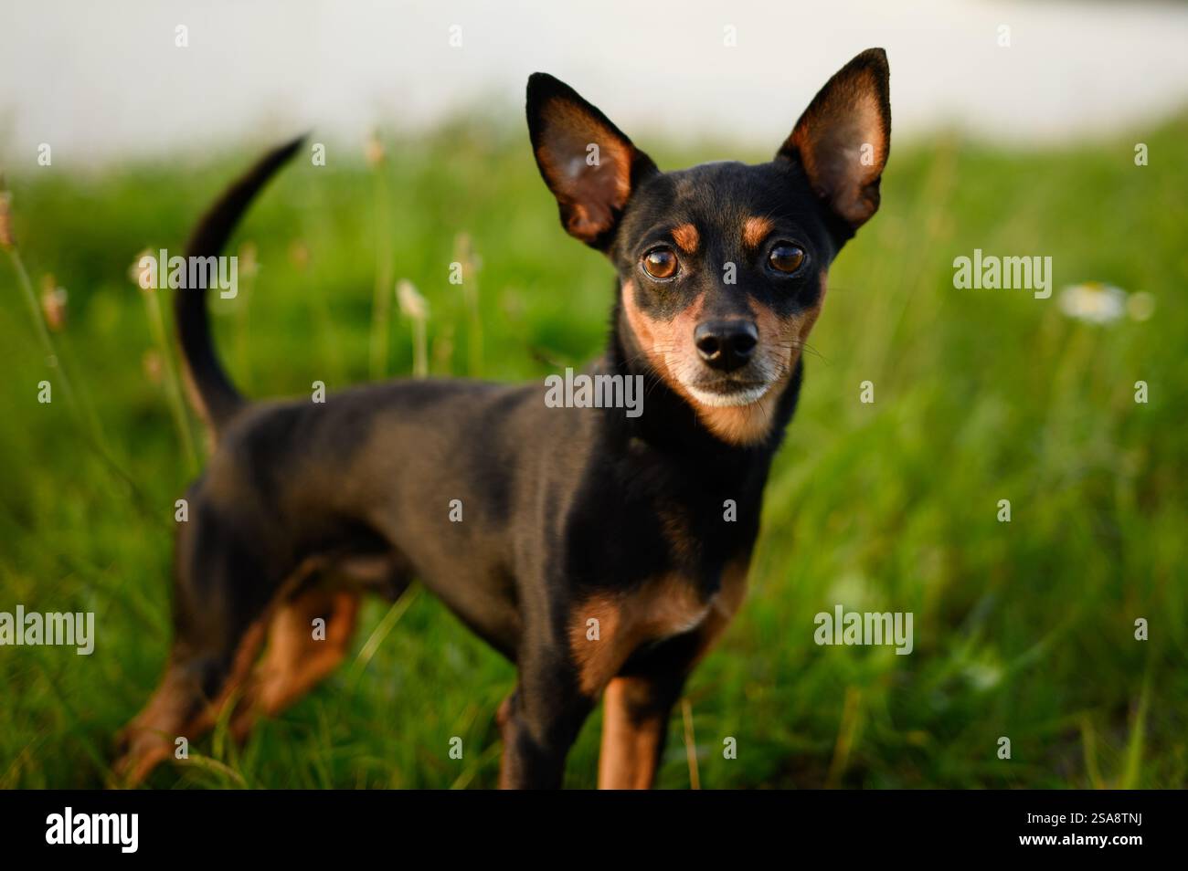 Ritratto di un cane Toy Terrier russo dai capelli lisci su sfondo naturale. Un cane da interni e decorativi, un fedele compagno per gli esseri umani. Camminando pe Foto Stock