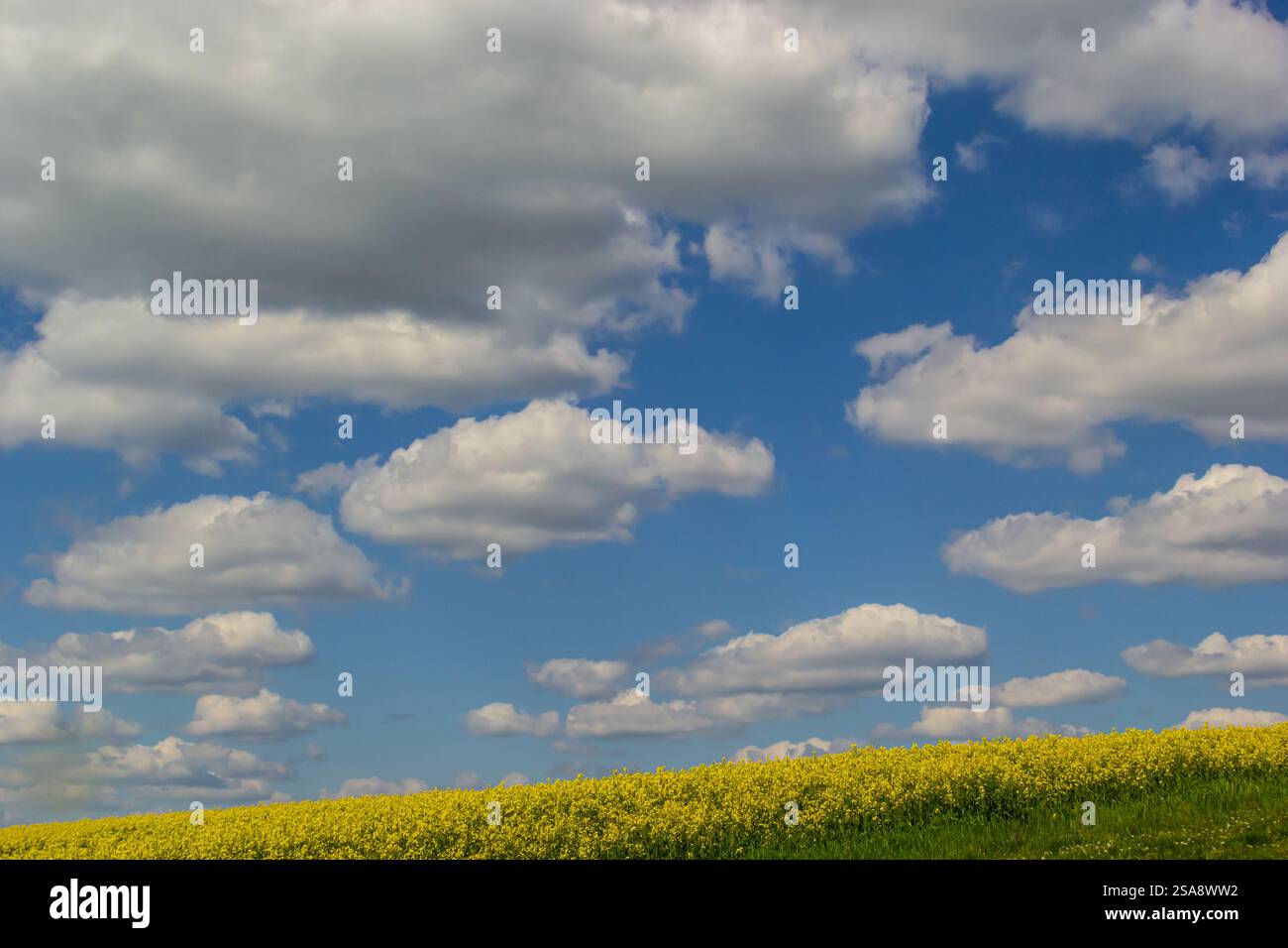 Un campo vibrante di fiori gialli si estende attraverso il paesaggio, contrastando splendidamente con un cielo blu brillante punteggiato da nuvole bianche e soffici Foto Stock