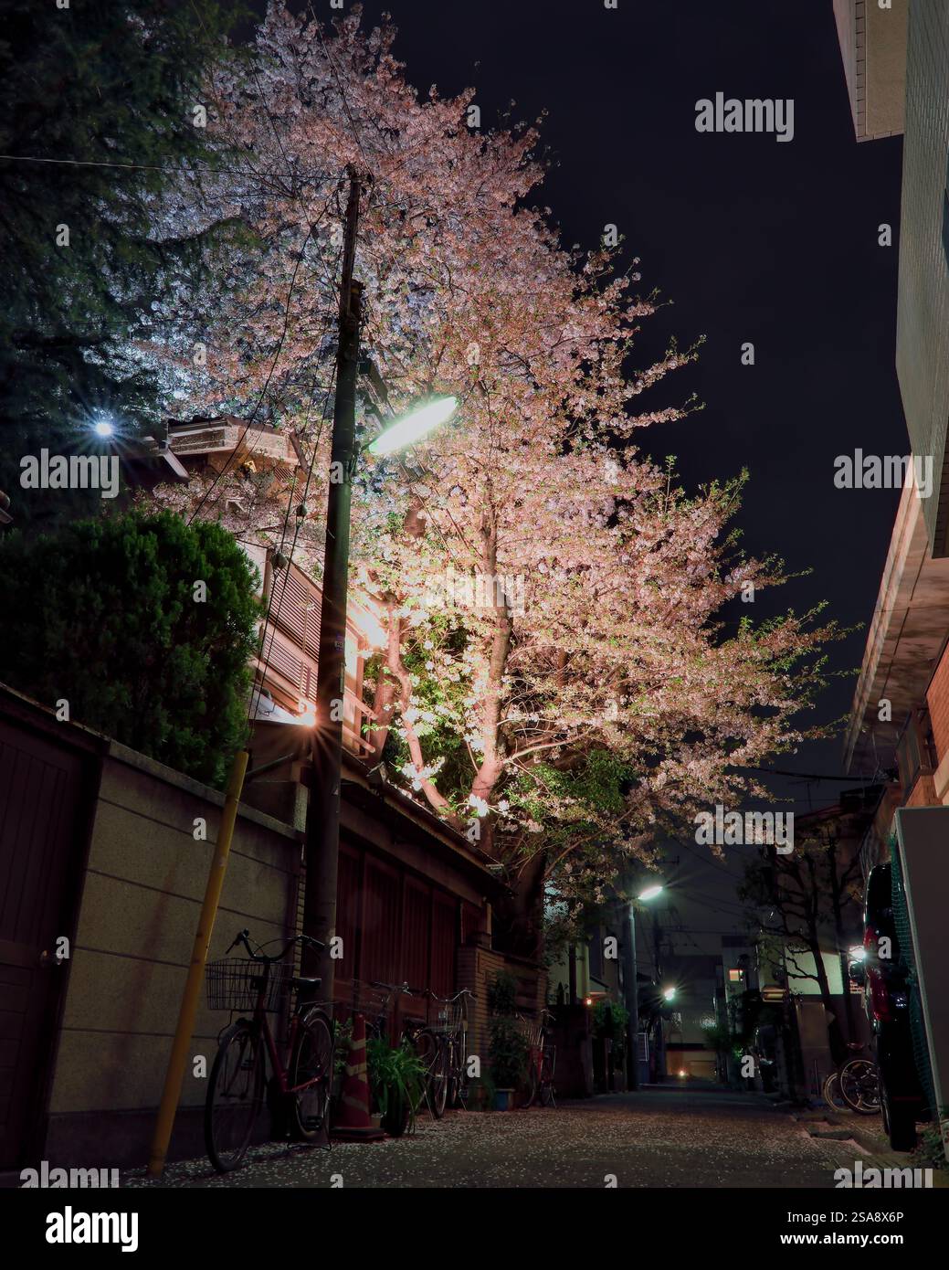 Vista notturna di un grande albero di ciliegio in piena fioritura, illuminato dal basso e che si estende su una parte di una strada laterale nella parte ovest di Tokyo Foto Stock