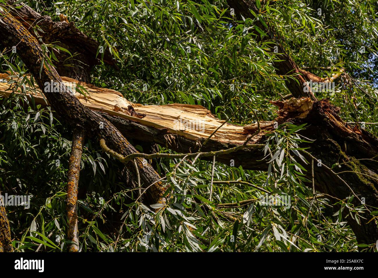 Un grande ramo è appeso precariamente ad un albero robusto, circondato da un vivace fogliame verde, che mostra l'impatto di una recente tempesta alla luce del pomeriggio Foto Stock