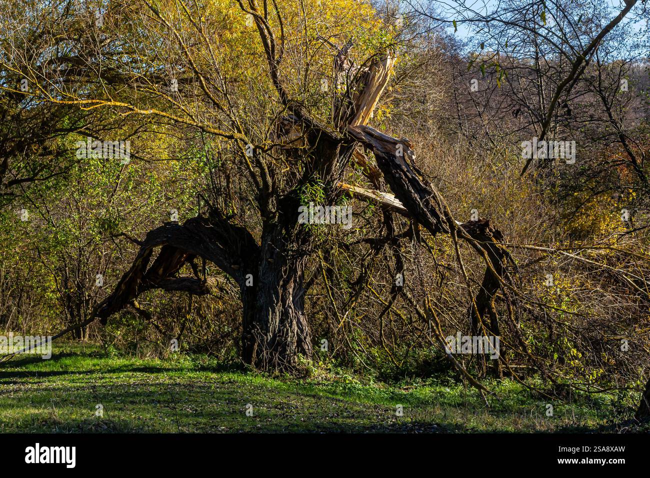 Un albero storto con rami rotti si erge in modo prominente su uno sfondo di fogliame autunnale, mostrando la bellezza del decadimento della natura e del cambiamento in una q Foto Stock