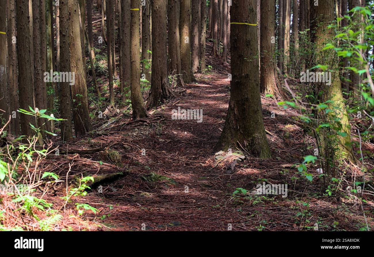 Vista in prima persona di un sentiero escursionistico vuoto in una foresta in una giornata di sole all'inizio dell'estate Foto Stock