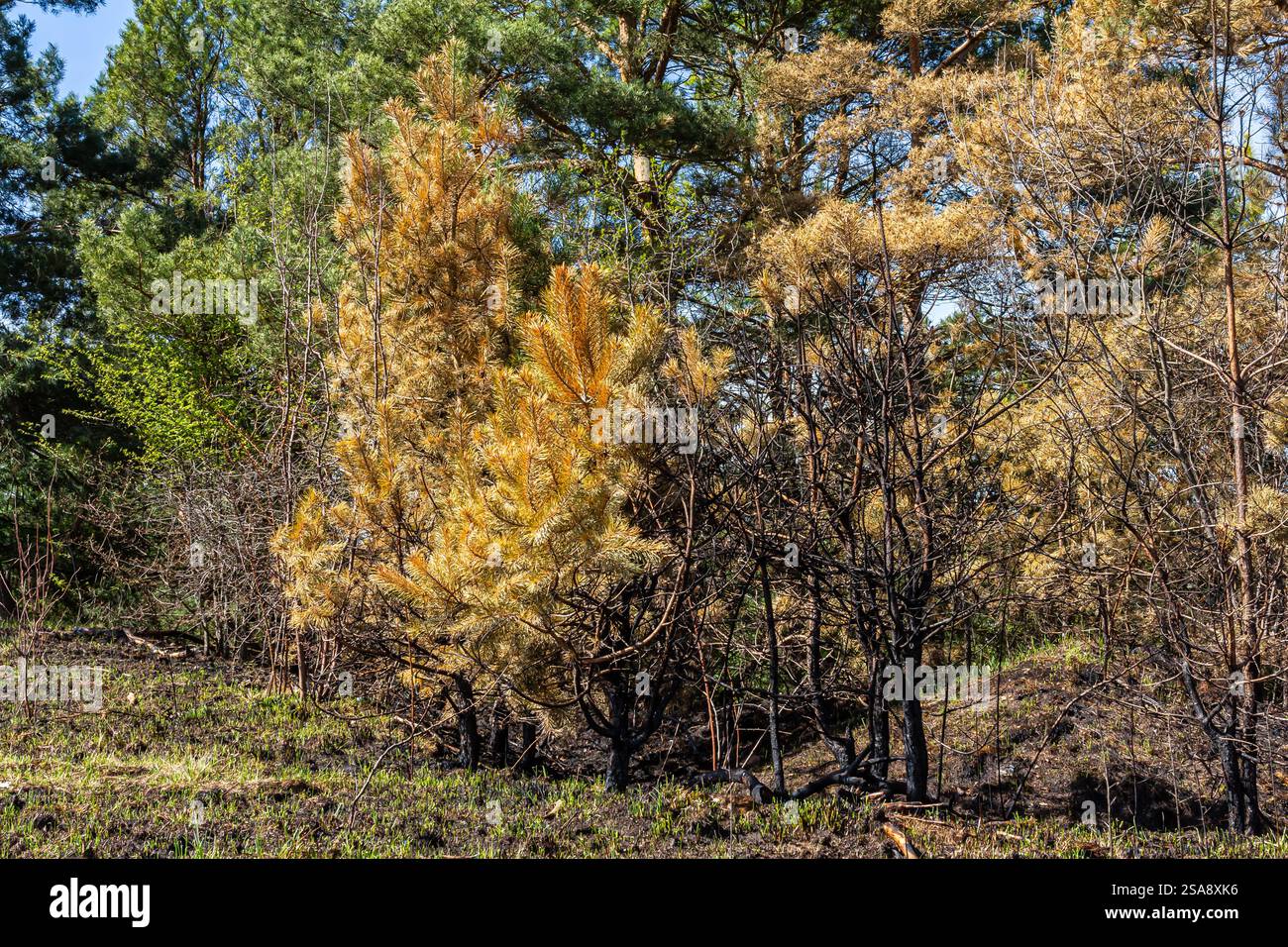 Resti di alberi carbonizzati si affiancano a una nuova crescita in una foresta che si sta riprendendo dagli incendi, evidenziando il contrasto tra distruzione e natura Foto Stock