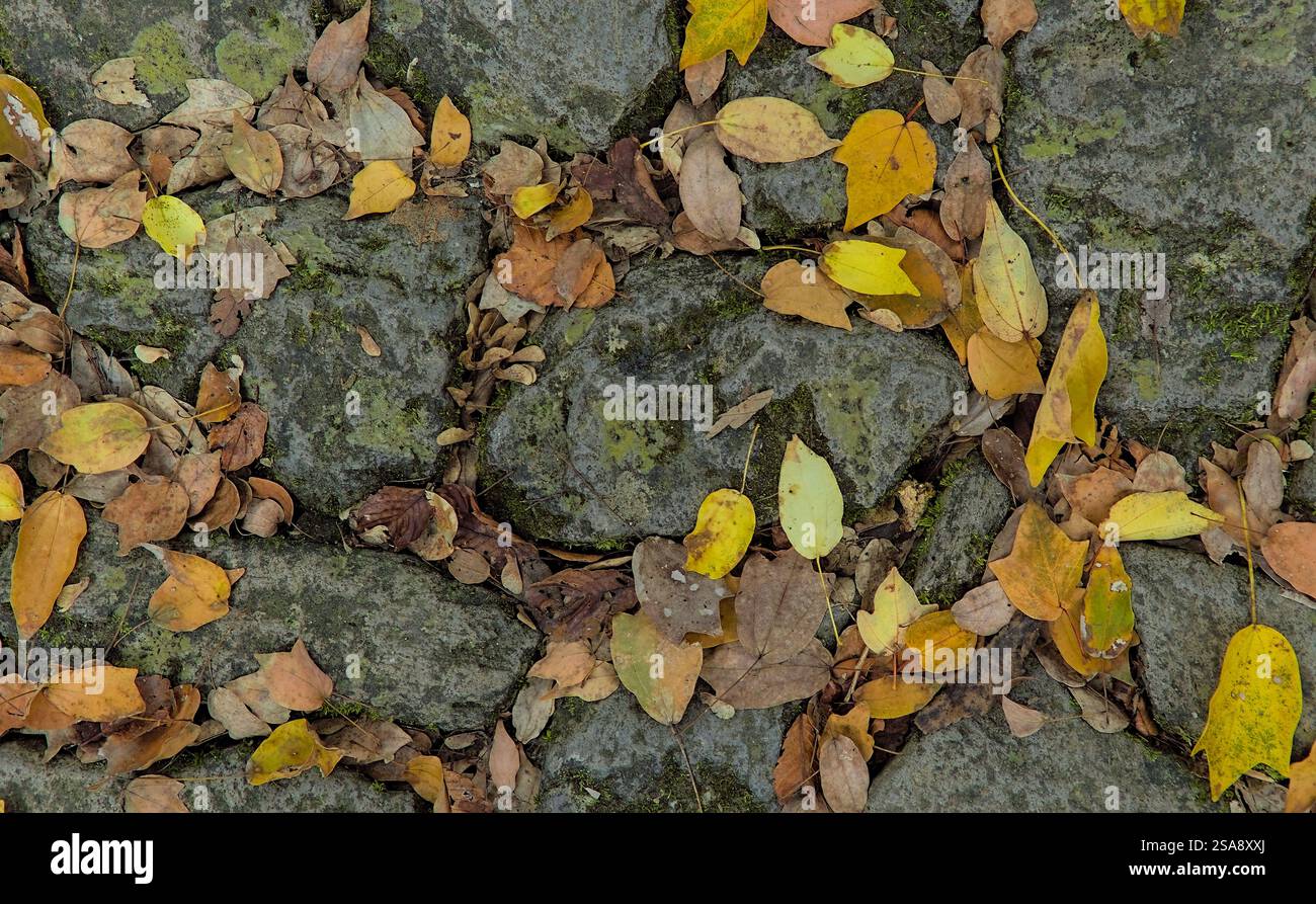 Vista dall'alto verso il basso delle foglie gialle e marroni cadute su rocce parzialmente ricoperte di licheni e muschio Foto Stock