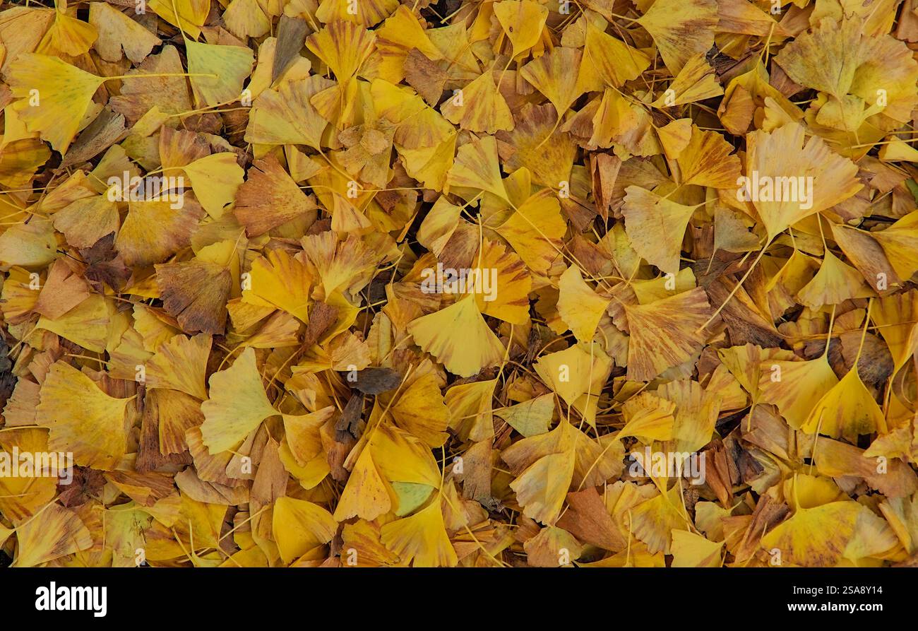 Vista dall'alto verso il basso di uno spesso tappeto di foglie di ginkgo gialle cadute Foto Stock