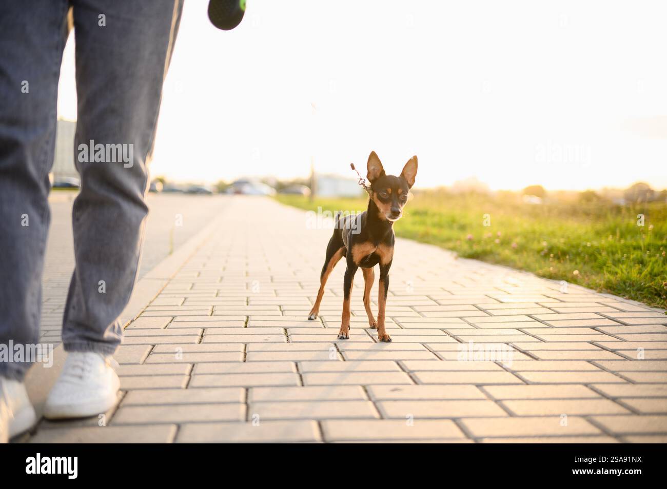 Un camminatore professionista cammina su un Toy Terrier russo dai capelli lisci al guinzaglio in un parco al tramonto in una giornata estiva di sole. Concetto di business per Dog walki Foto Stock