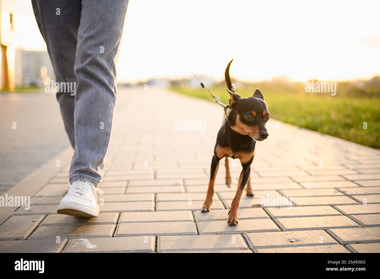 Una donna con un terrier giocattolo russo dai capelli lisci al guinzaglio cammina fuori lungo il marciapiede, divertendosi all'aria aperta. Amicizia tra un cane e.. Foto Stock