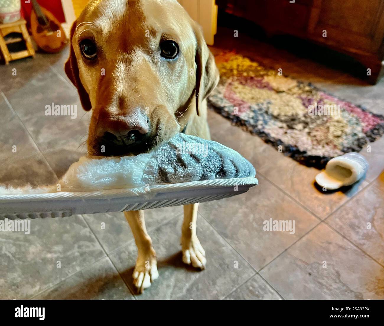 Cattivo Labrador dorato con la pantofola rubata in bocca, sembra molto colpevole - Immagine stock catturata con smartphone