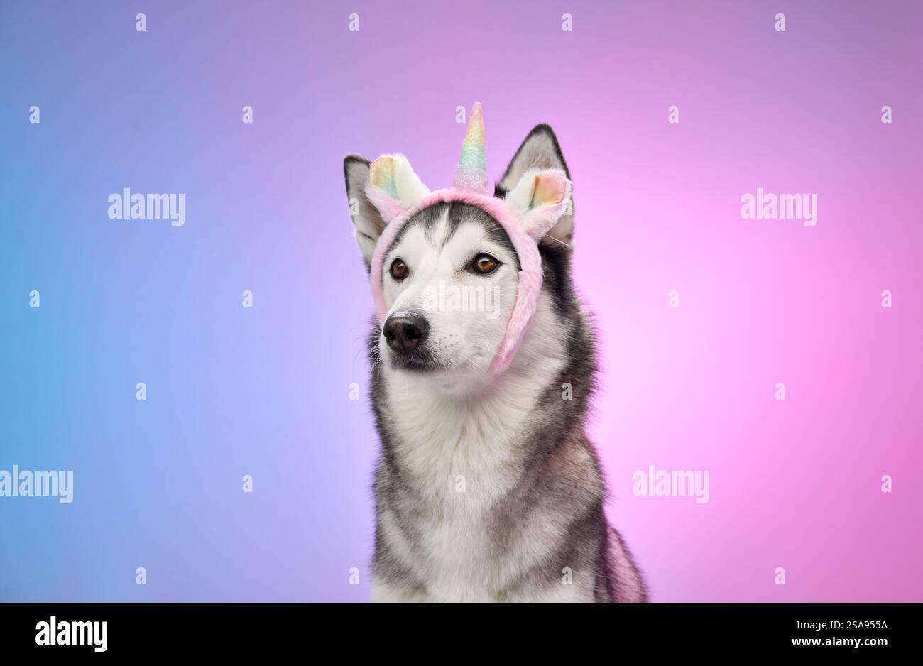 Un Husky siberiano indossa le orecchie dell'unicorno con un'espressione serena, incorniciata da uno sfondo rosa e blu sfumato. La configurazione coniuga divertimento e raffinatezza Foto Stock