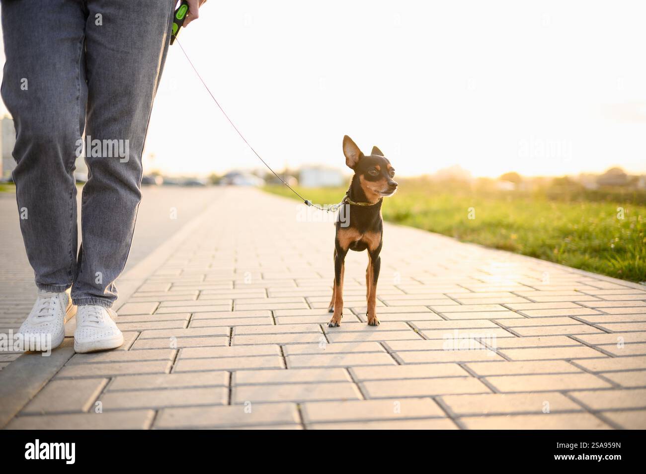 Una donna in sneakers bianche cammina su un giocattolo terrier russo dai capelli lisci al guinzaglio lungo il marciapiede al tramonto nel fine settimana. Concetto di amicizia tra noi Foto Stock