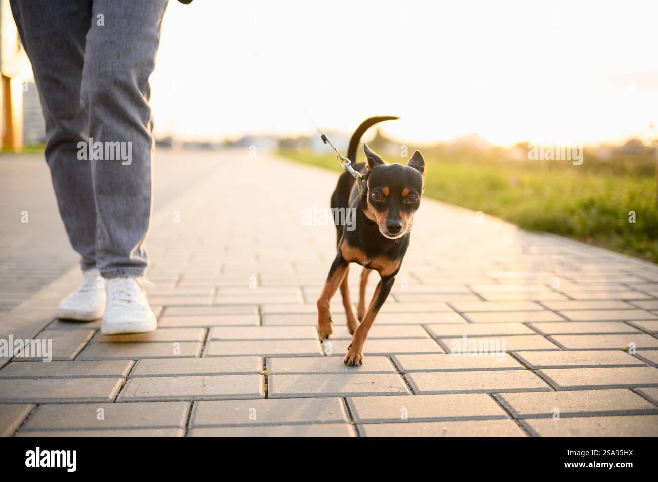 Il terrier giocattolo russo dai capelli lisci corre insieme a un camminatore professionista sul marciapiede al tramonto. Amore per gli animali domestici, cani da passeggio, proprietari e animali domestici. Foto Stock