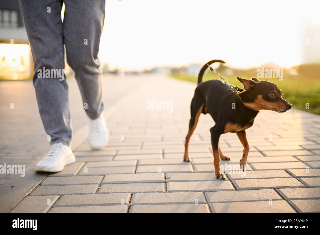 Un piccolo giocattolo russo dai capelli lisci cammina piacevolmente accanto al suo proprietario al guinzaglio lungo un sentiero lungo il marciapiede della città. Concetto di amore per gli animali domestici, camminare Foto Stock