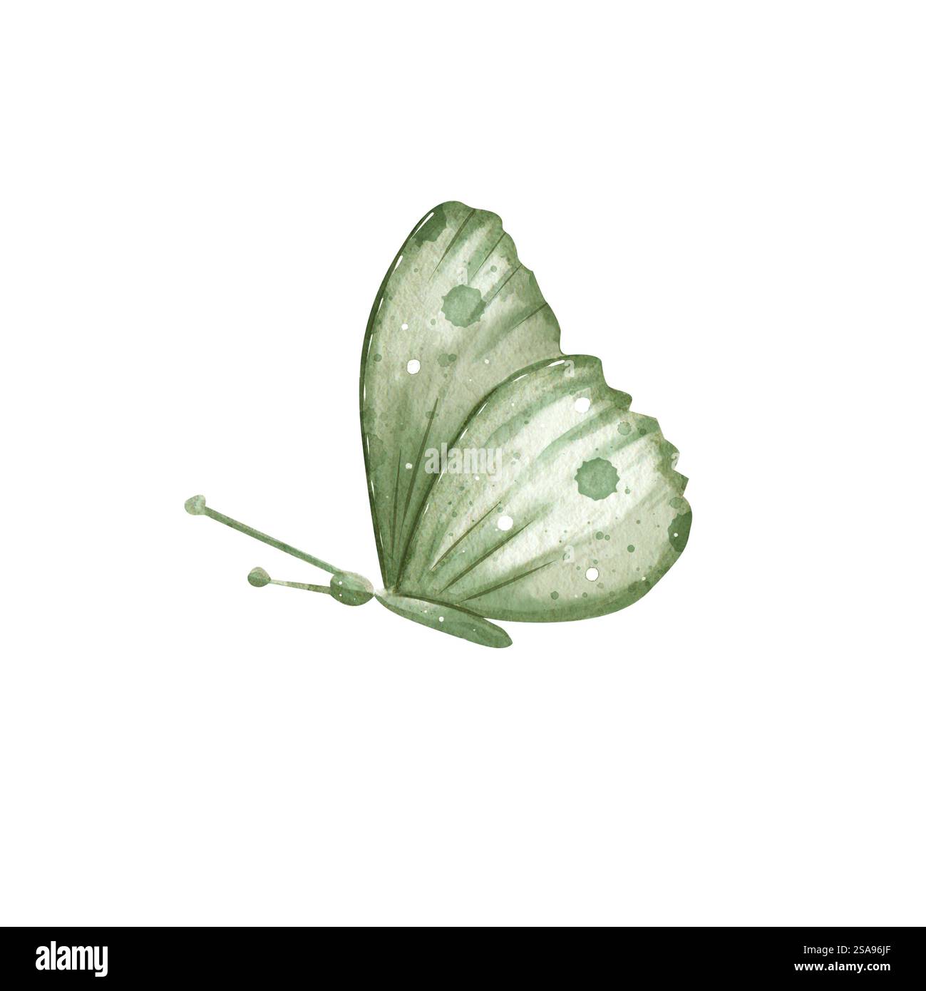 Farfalla. Disegnato in acquerelli in colori pastello. Illustrazione disegnata a mano. Può essere utilizzato per biglietti d'auguri, striscioni, sfondi, biglietti d'auguri. Foto Stock