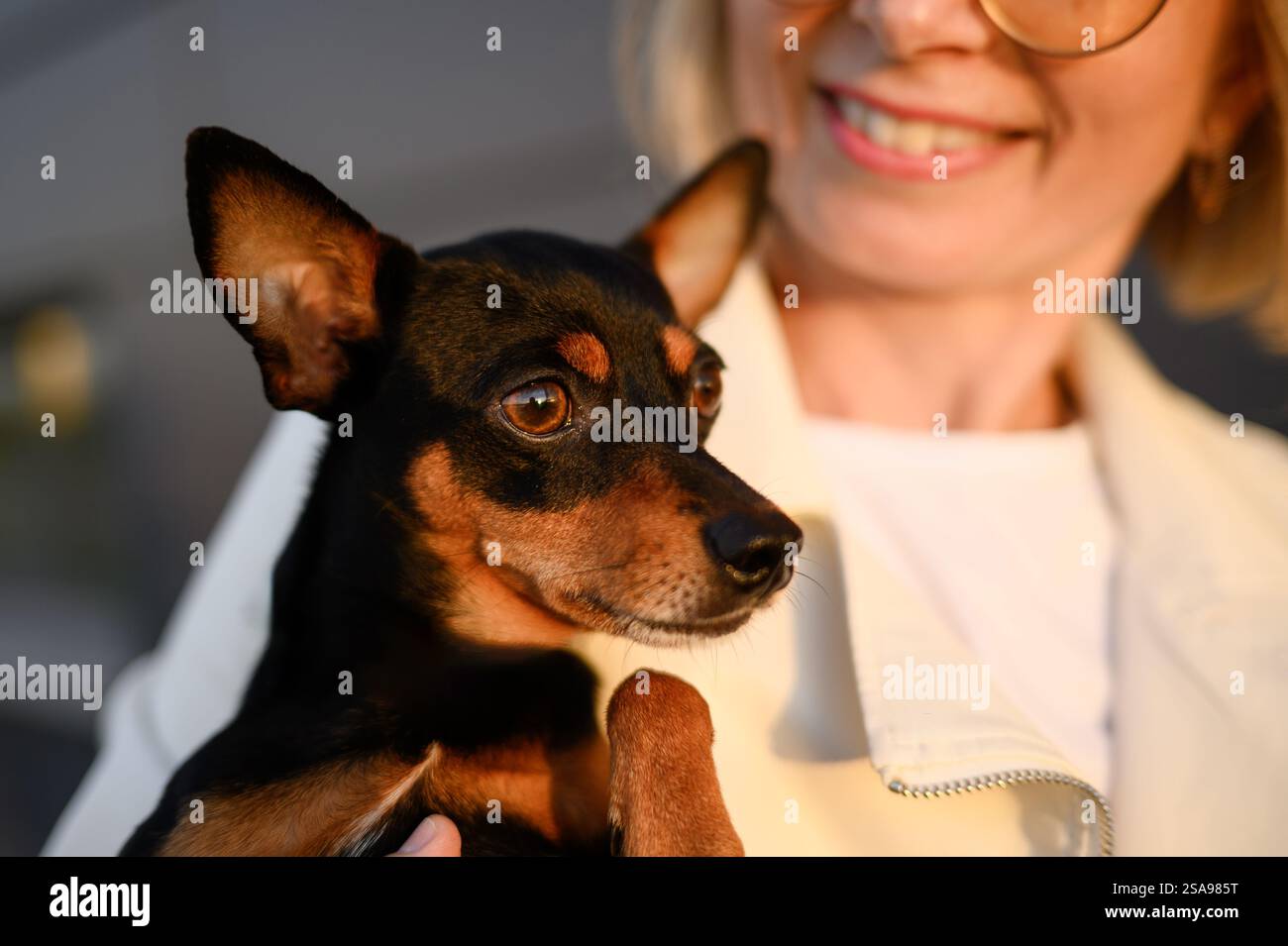 La donna tiene tra le braccia e coccola un terrier giocattolo russo dai capelli lisci, preso da un rifugio, da vicino. Concetto di amicizia tra uomo e cane, Helpi Foto Stock