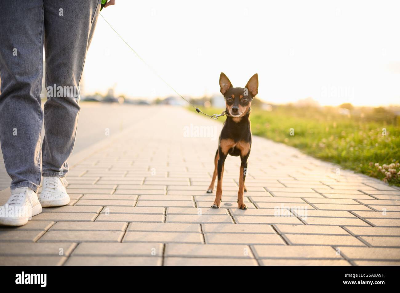 Il proprietario cammina insieme il suo cane Toy Terrier russo dai capelli lisci all'aria aperta al tramonto. Concetto di animale domestico, amicizia tra l'uomo e il suo animale domestico, fine settimana e va Foto Stock