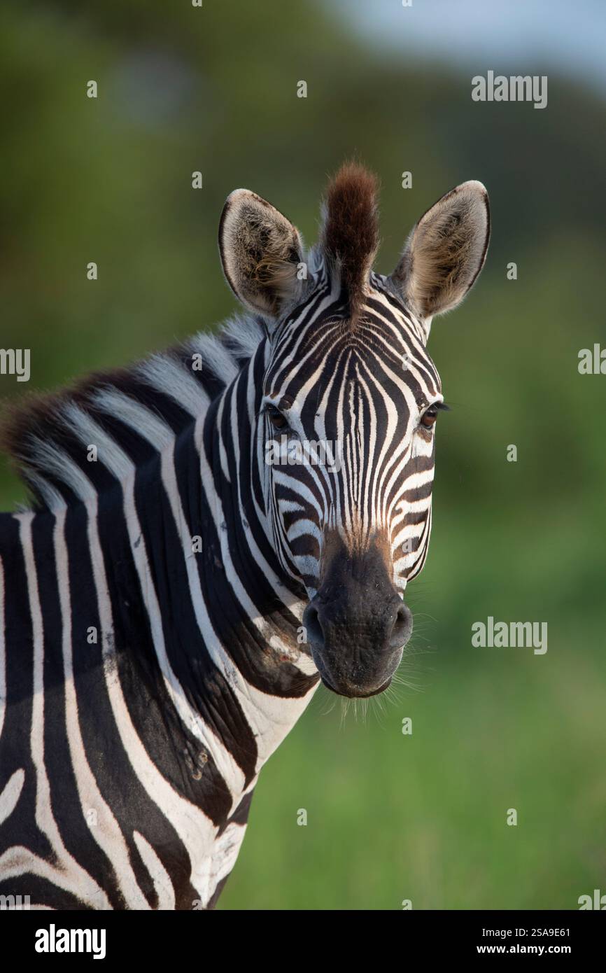 Ritratto di un Burchell's zebra (Equus quagga burchellii) Foto Stock